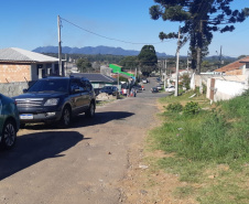 Ação integrada resgata onça-parda encontrada em área residencial de São José dos Pinhais, na RMC