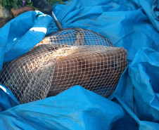 Ação integrada resgata onça-parda encontrada em área residencial de São José dos Pinhais, na RMC