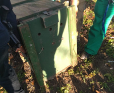 Ação integrada resgata onça-parda encontrada em área residencial de São José dos Pinhais, na RMC
