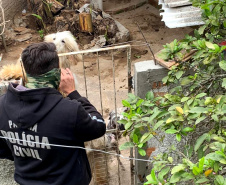 Polícia Civil resgata cães de raça vítimas de maus-tratos em Curitiba