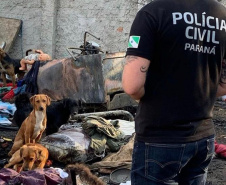 Polícia Civil resgata aproximadamente 20 cães de casa incendiada em Curitiba