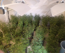 PM apreende 90 pés de maconha e mais de seis quilos prontos para a venda no Butiatuvinha, em Curitiba