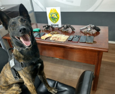  Equipes do BOPE apreendem quase 40 quilos de maconha e três armas de fogo na Capital e Interior do estado 