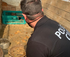  PCPR resgata 197 animais em situação de maus-tratos na RMC 