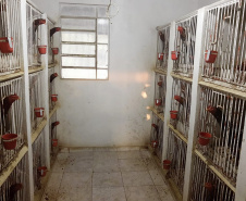 Polícia Civil prende 13 pessoas suspeitas de promover rinhas de galo em todo o Brasil