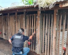 Polícia Civil prende 13 pessoas suspeitas de promover rinhas de galo em todo o Brasil