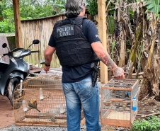 Polícia Civil prende 13 pessoas suspeitas de promover rinhas de galo em todo o Brasil
