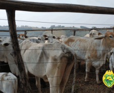 Cerca de 31 cabeças de gado são recuperadas pela PM no centro-oeste do Paraná