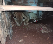 Onça-parda é encontrada em porão de residência em Quedas do Iguaçu (PR)