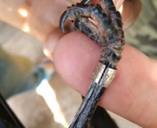  No final de semana, BPAmb-FV apreende arma de fogo, 800 caixas de cigarros contrabandeados e galos de rinha em situações distintas 