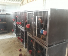  No final de semana, BPAmb-FV apreende arma de fogo, 800 caixas de cigarros contrabandeados e galos de rinha em situações distintas 