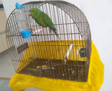  Polícia ambiental prendeu 231 pessoas e resgatou mais de 2 mil aves