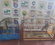  Polícia ambiental prendeu 231 pessoas e resgatou mais de 2 mil aves