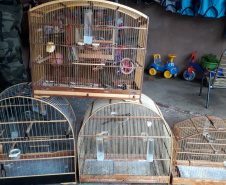  Polícia ambiental prendeu 231 pessoas e resgatou mais de 2 mil aves