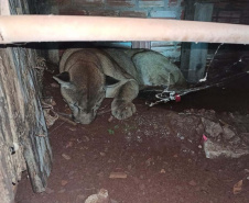  Polícia ambiental prendeu 231 pessoas e resgatou mais de 2 mil aves
