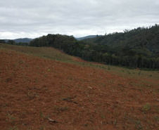 Operação Mata Atlântica em Pé aplica R$ 7,8 milhões em multas