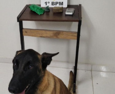  PM de Ponta Grossa flagra festa com armas de fogo e apreende maconha durante abordagem no fim de semana 