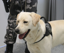 Polícia Científica e BOPE treinam cães de faro para encontrar novas drogas