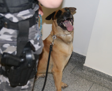 Polícia Científica e BOPE treinam cães de faro para encontrar novas drogas