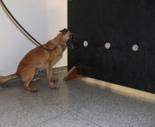 Polícia Científica e BOPE treinam cães de faro para encontrar novas drogas