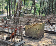 PCPR apreende aproximadamente 100 aves utilizadas em rinhas na RMC