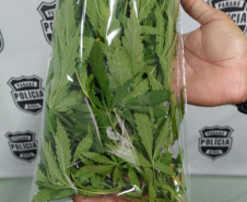  PM apreende dois simulacros de arma de fogo, pés de maconha e 101 gramas de haxixe no Sudeste do estado 