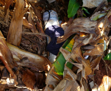 Agentes penitenciários do sudoeste impedem entrada de 1,2 quilos de maconha, celulares e outros ilícitos em unidade penal