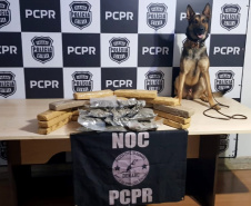 Polícia Civil apreende 107 quilos de drogas em operação com cães farejadores no Oeste