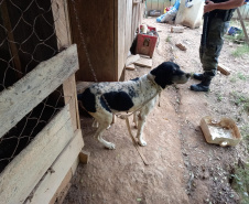  Polícia Ambiental apreende 10 armas de fogo e flagra desmatamento e caça ilegal no interior do Paraná 