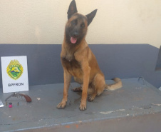 Abordagem a veículo em Santa Helena pelo BPFron termina com apreensão de cocaína e garrucha
