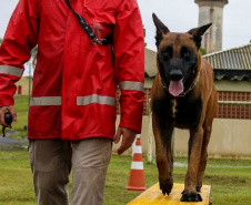  Bombeiros promovem certificação estadual de cães de busca e resgate