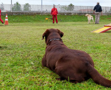  Bombeiros promovem certificação estadual de cães de busca e resgate
