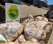 Barco com meia tonelada de agrotóxicos é apreendida em Pato Bragado durante a Operação Hórus