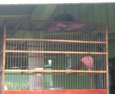 Polícia Ambiental apreende 50 aves nativas e aplica R$ 30 mil em multas no Noroeste do estado