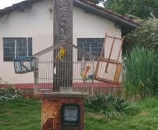 Polícia Ambiental apreende 50 aves nativas e aplica R$ 30 mil em multas no Noroeste do estado