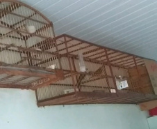 Polícia Ambiental apreende 50 aves nativas e aplica R$ 30 mil em multas no Noroeste do estado