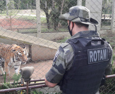 Polícia Ambiental presta apoio na remoção de tigre da Malásia e papagaios para o Zoológico de Curitiba