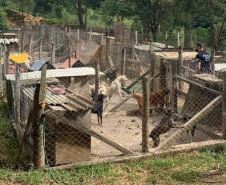PCPR prende suspeita de maus-tratos em Quatro Barras