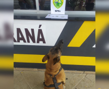 Cães do BPRv protagonizam apreensões de drogas no litoral durante Verão Consciente