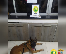 Cães do BPRv protagonizam apreensões de drogas no litoral durante Verão Consciente