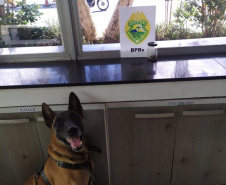 Cães do BPRv protagonizam apreensões de drogas no litoral durante Verão Consciente