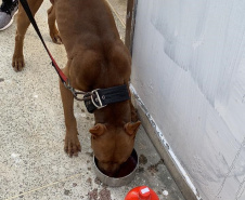 Forças de segurança desmantelam aglomeração em evento de olimpíadas para cães