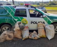 Polícia Ambiental reforça ações e atende 15 mil ocorrências em 2020
