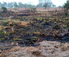 Polícia Ambiental reforça ações e atende 15 mil ocorrências em 2020