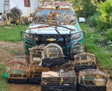 Polícia Ambiental reforça ações e atende 15 mil ocorrências em 2020