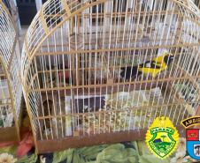 Batalhão Ambiental resgata 116 pássaros em cativeiro ilegal no Sudoeste