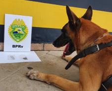 Apreensão de drogas com uso de cães da PM aumenta em quase 1.000% no Paraná