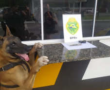 Apreensão de drogas com uso de cães da PM aumenta em quase 1.000% no Paraná