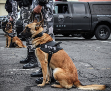 Apreensão de drogas com uso de cães da PM aumenta em quase 1.000% no Paraná