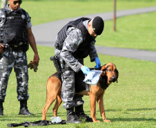 Apreensão de drogas com uso de cães da PM aumenta em quase 1.000% no Paraná